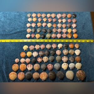 100 - Sanibel Island Scallop Seashell Collection.  Great for crafters.